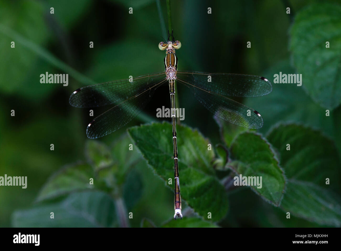 Southern emerald damsel fly perched on a grass stalk in the Danube Delta in Romania Stock Photo