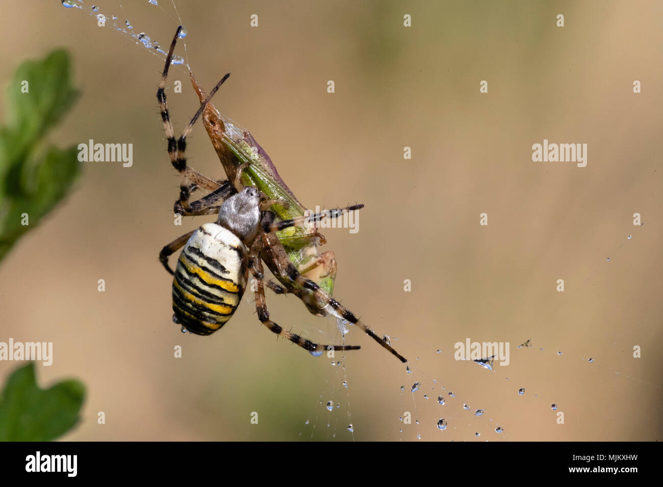 Wasp spider (Argiope bruennichi) with grasshopper prey Stock Photo