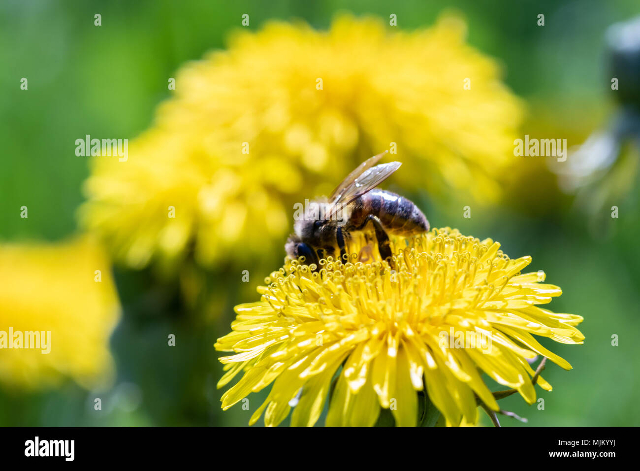 Working bee collecting pollen from a yellow dandelion. Close up macro view Stock Photo