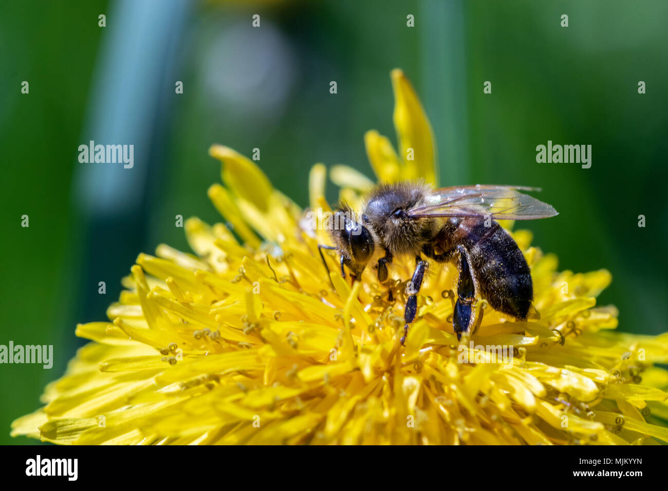 Working bee collecting pollen from a yellow dandelion. Close up macro view Stock Photo