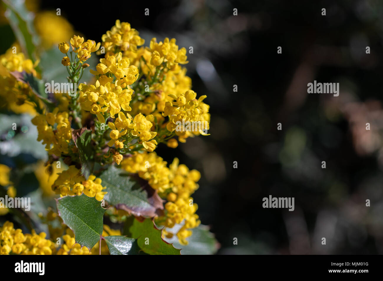 Mahonia aquifolium, Holly-leaved barberry, Holly-leaf Oregon-grape in blossoms. Close up macro view with a blank space for text. Stock Photo