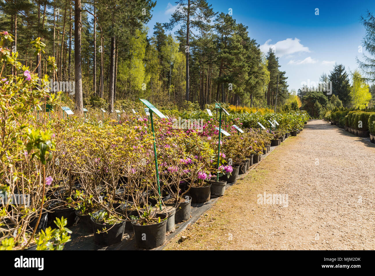 outdoor plant nursery with lot of potted plants Stock Photo - Alamy