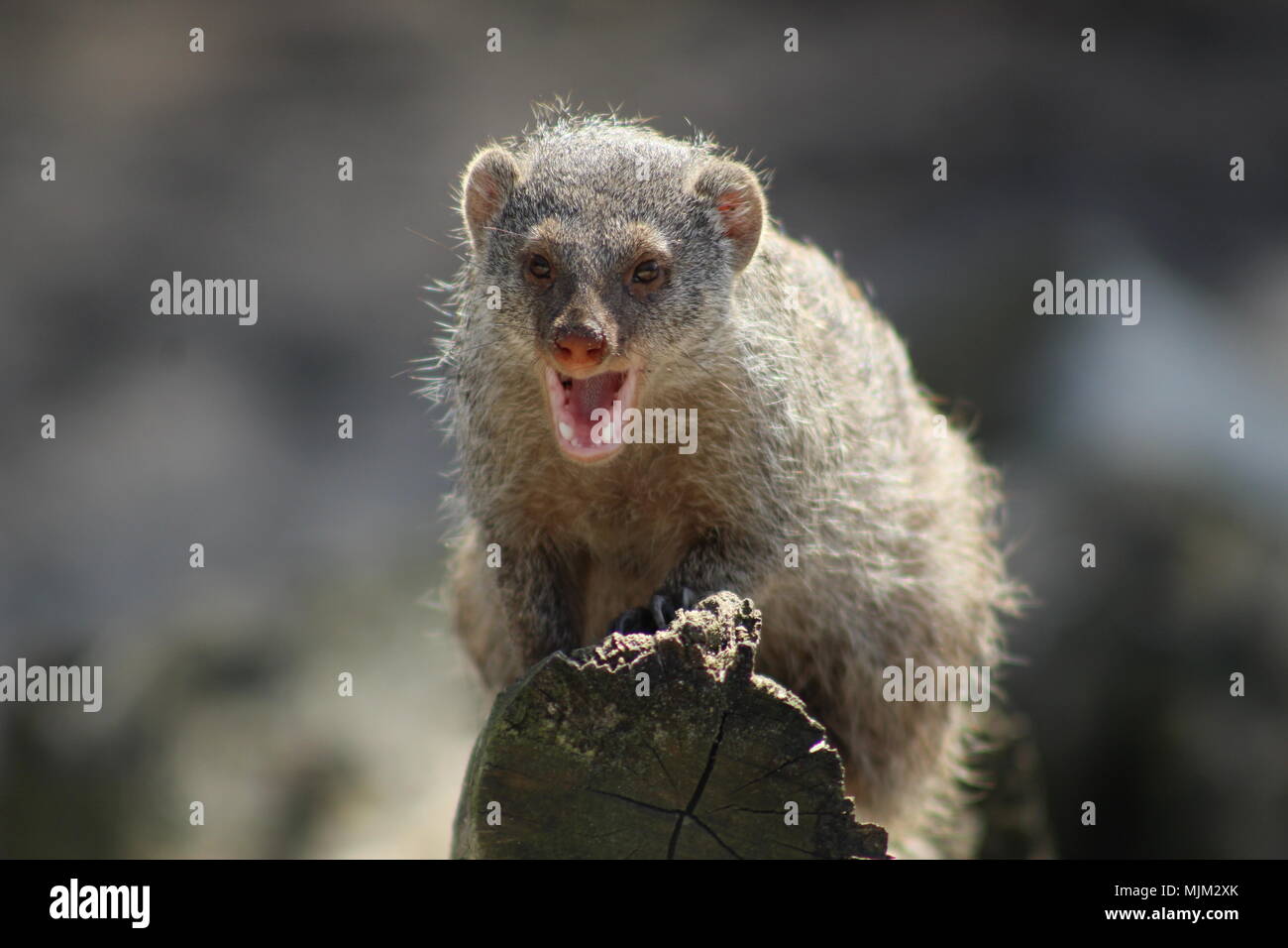 Mongoose in Its Zoo Habitat Stock Illustration - Illustration of  inquisitive, chipmunk: 285117862