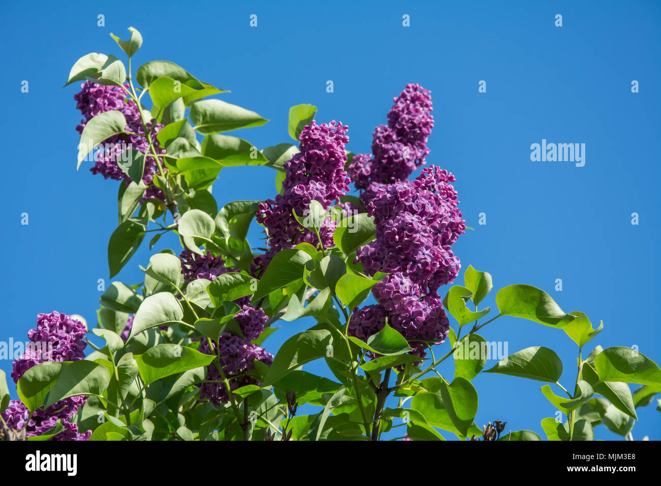 closeup of purple lilac branch in full bloom Stock Photo - Alamy