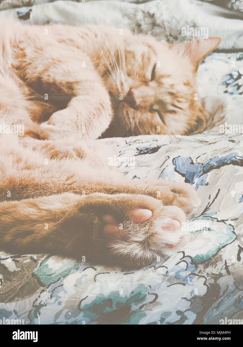 Cute ginger home cat sleeping on bed Stock Photo - Alamy