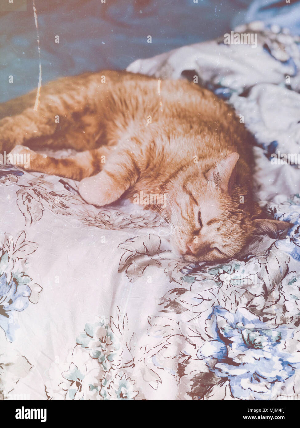 Ginger cat sleeping on bed hi-res stock photography and images - Alamy