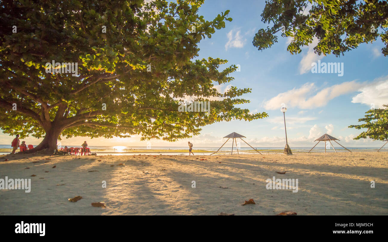 Large deciduous tree hires stock photography and images Alamy