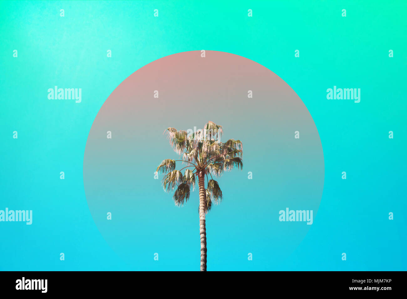 Three nice palm trees against blue sunny sky. Creative summer concept. Stock Photo