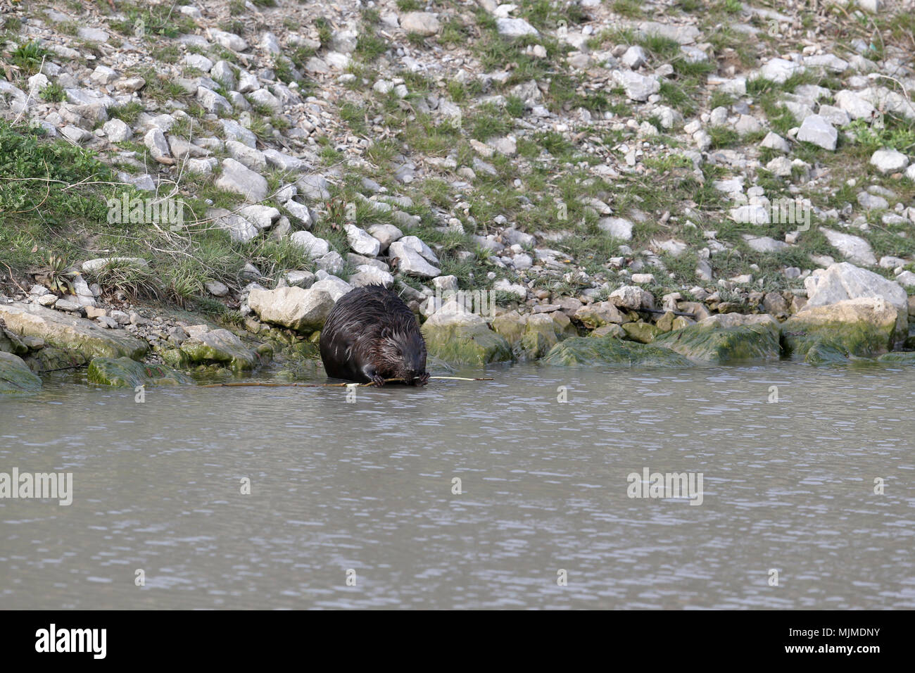Canadian Beaver in Port Stanley Stock Photo Alamy