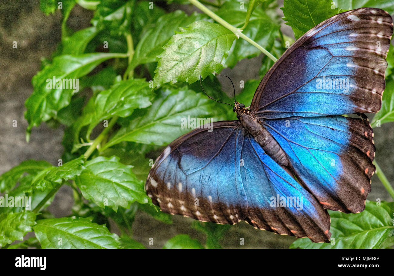 The Sertoma Butterfly House and Marine Cove in Sioux Falls, South ...