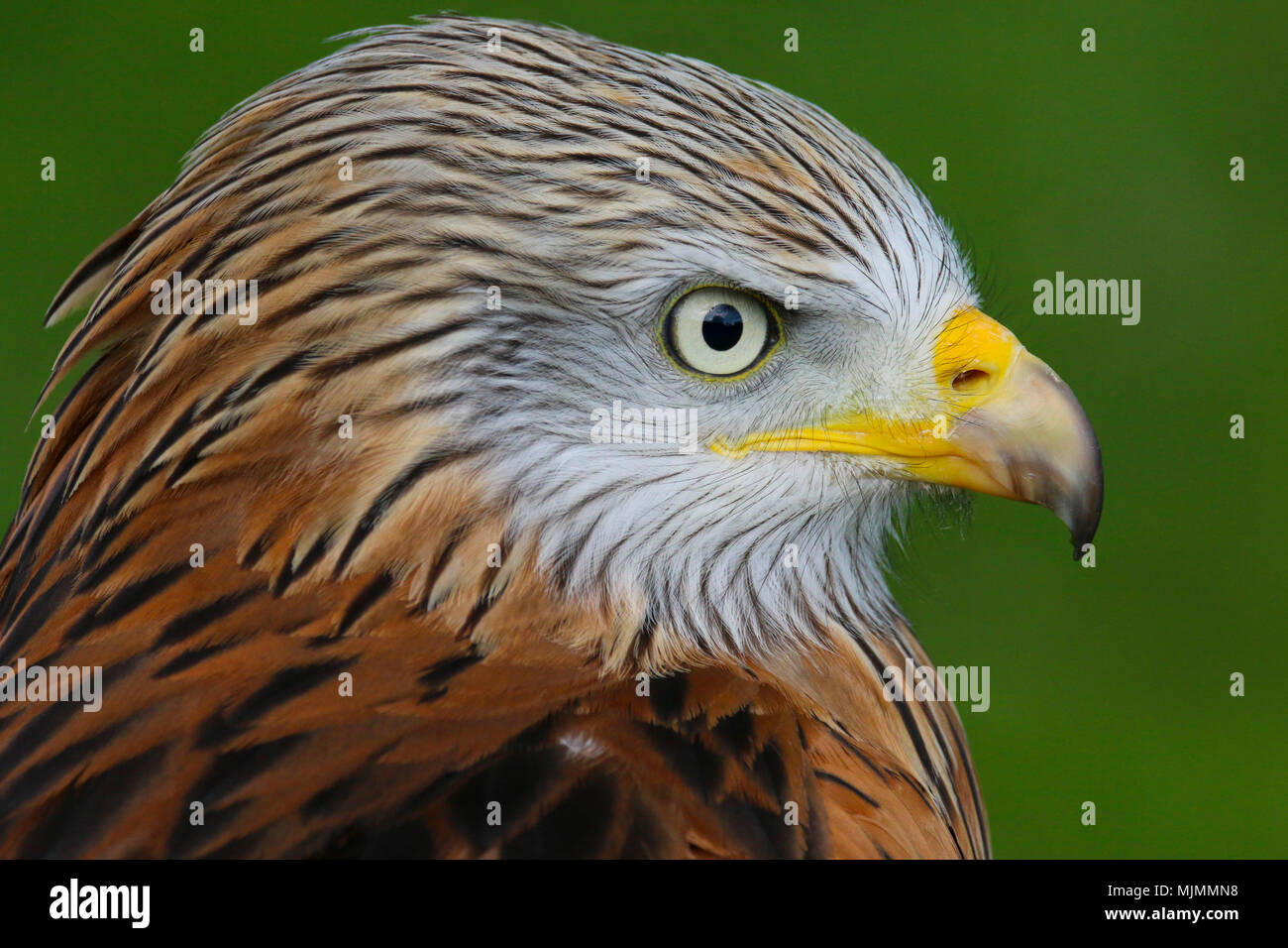 Head and shoulders portrait of a Red Kite (Milvus milvus) bird of prey in the UK countryside Stock Photo