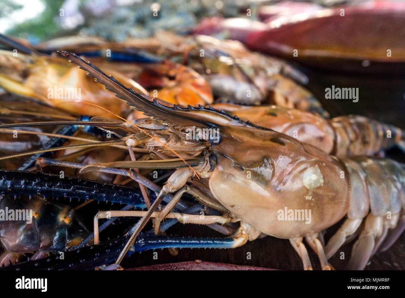 Fresh lobster on seafood market. Detail view Stock Photo