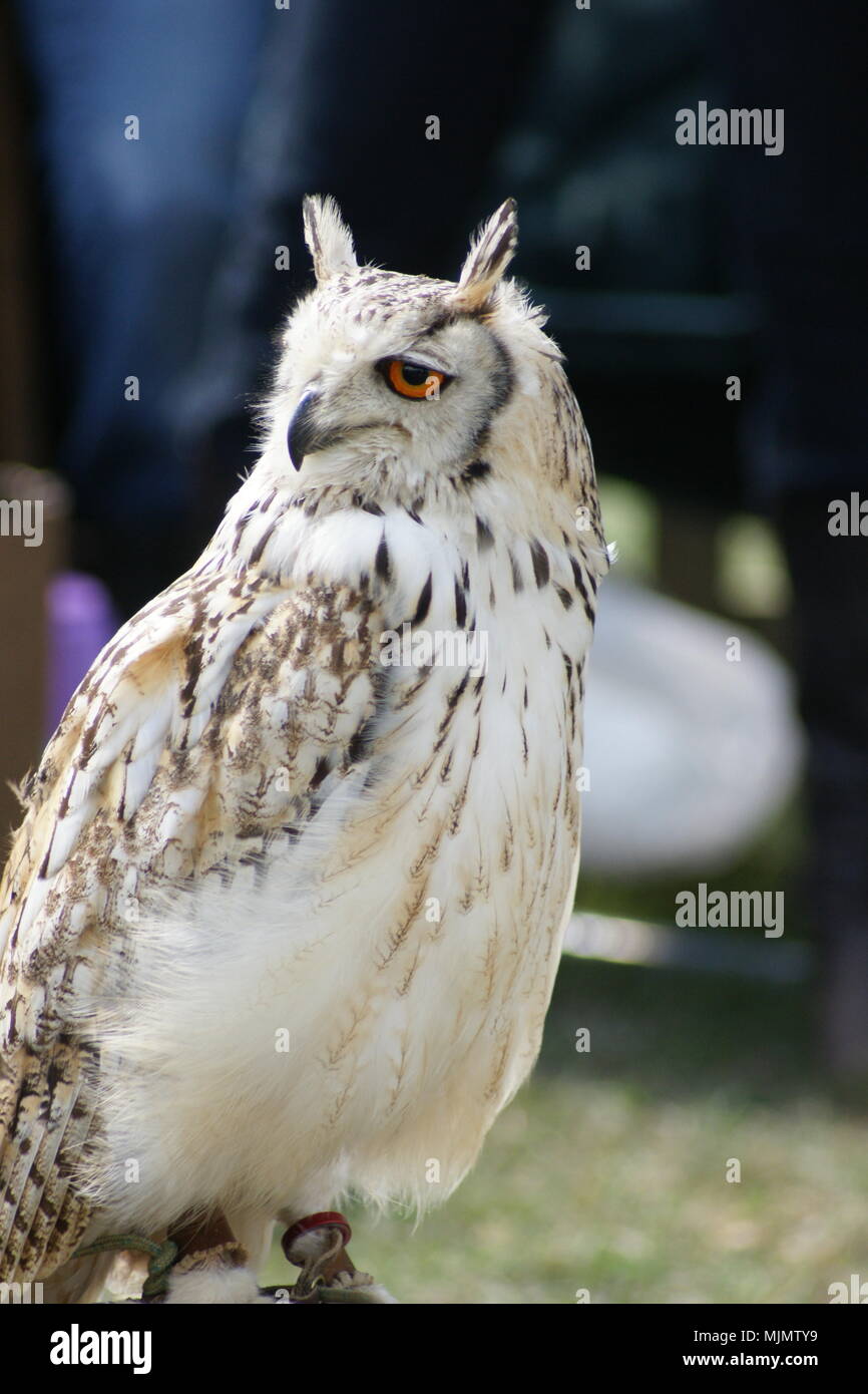 Hawk, Bird of prey Stock Photo