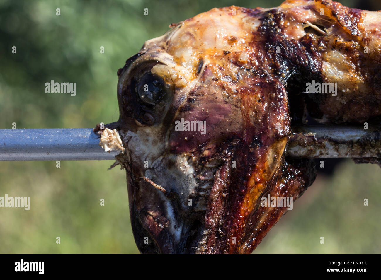 Lamb head on the spit while roasting, during a traditional Greek Easter feast. Stock Photo