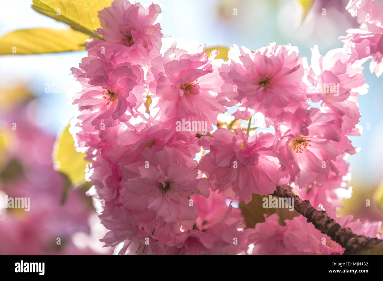 Close up of Pink Blossom Cherry Tree Branch, Sakura, during Spring ...