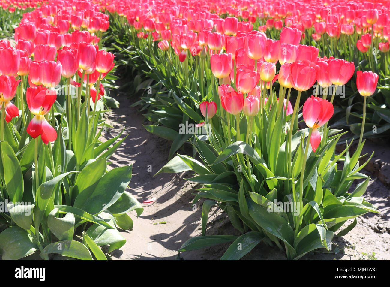 Backlit pink tulip petals hi-res stock photography and images - Alamy