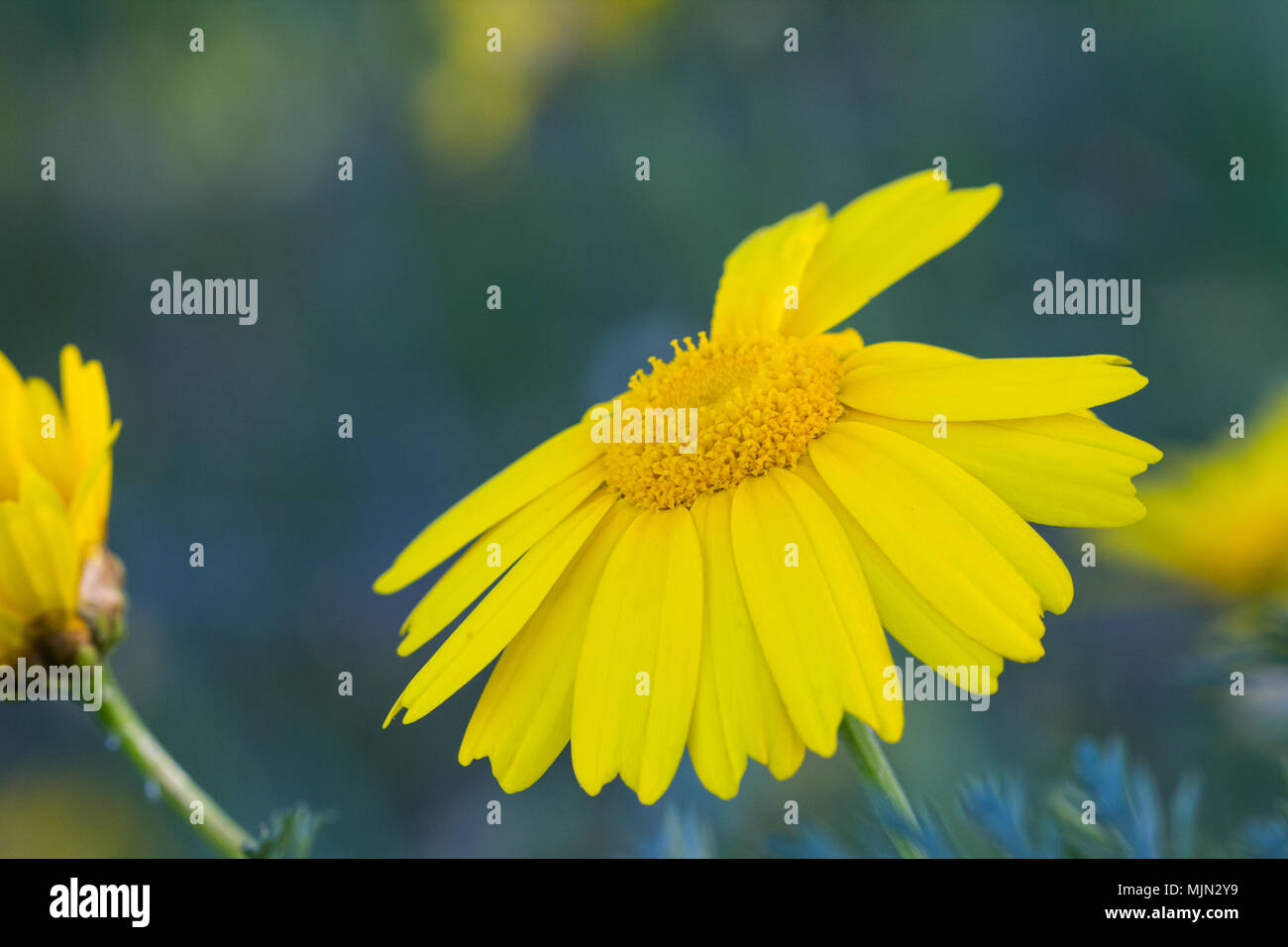 Macro shot of a yellow flower Stock Photo