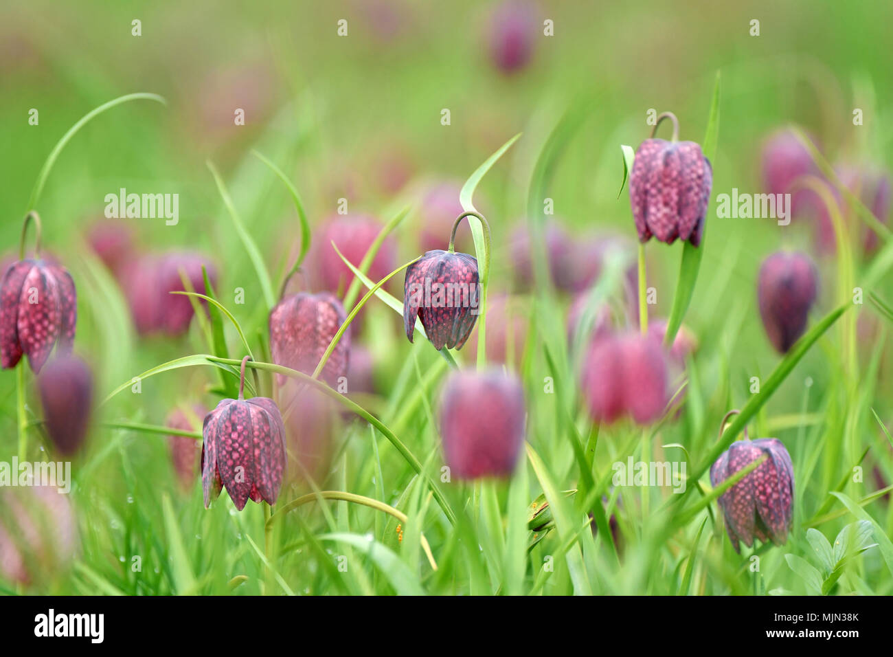Snakes head fritillary flowers in a field. Endangered flowers Stock Photo