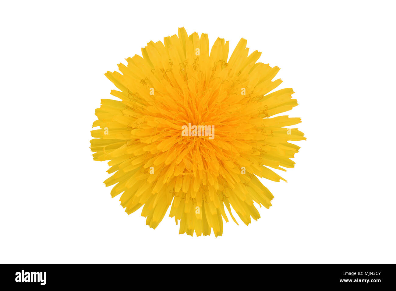 Yellow flower white background hi-res stock photography and images - Alamy