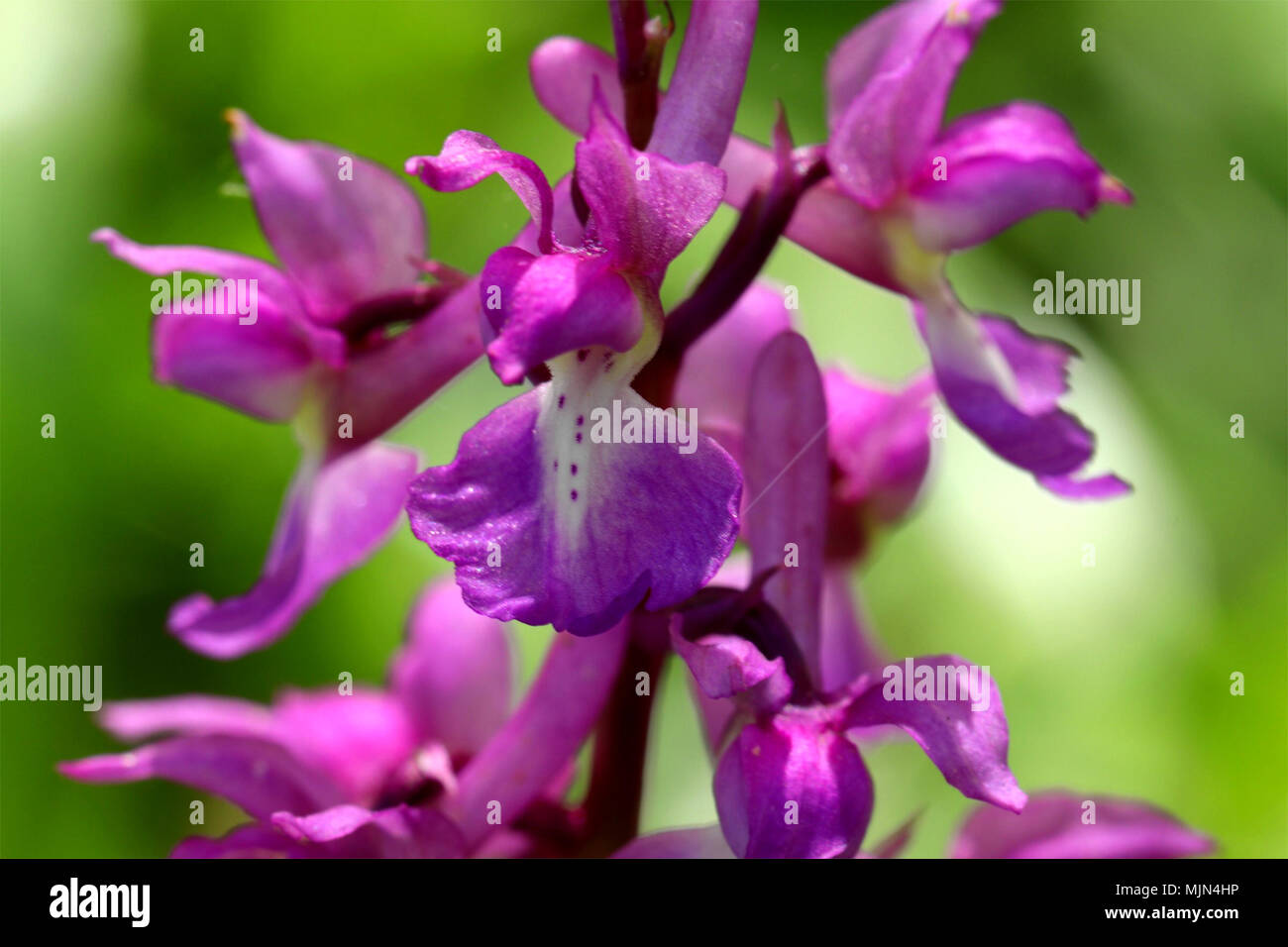 Close up of wild flowers, early purple orchid, in a woodland setting Stock Photo