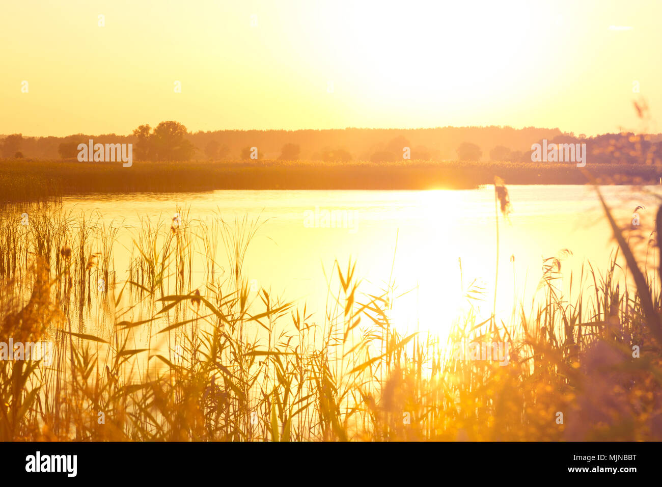 Reeds in the foreground near a river in sunlight at sunset. Golden cane ...