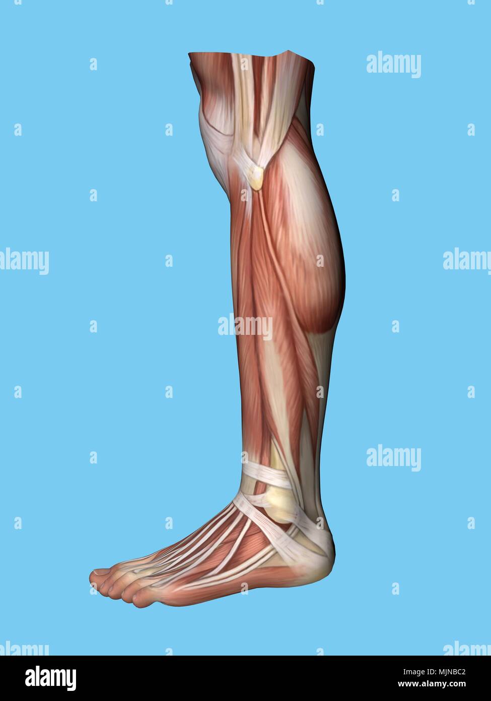 Anatomy of foot Stock Photo