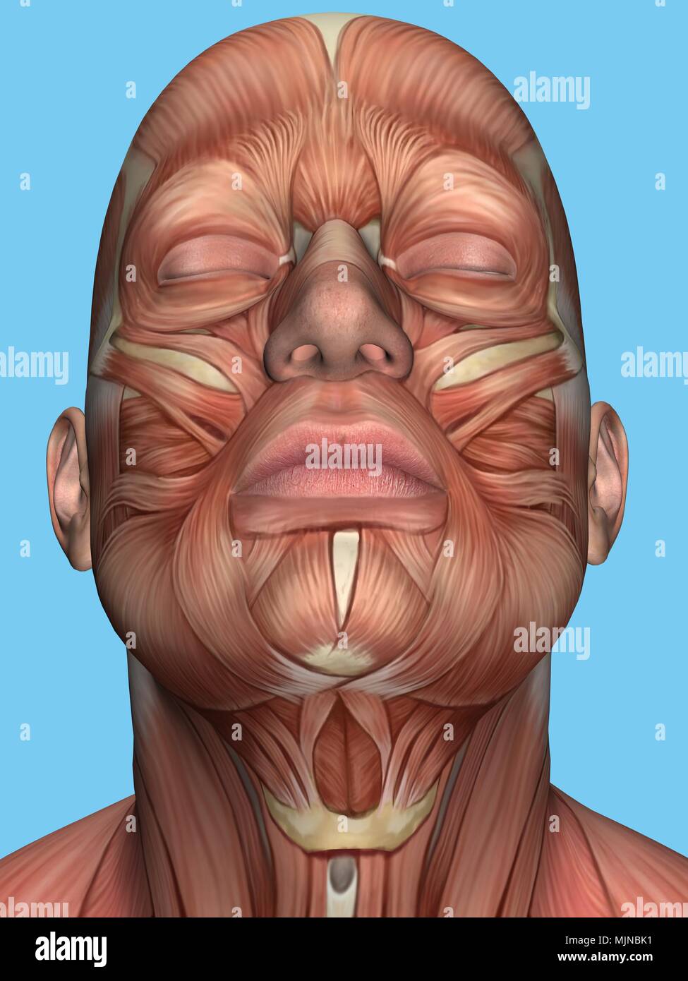 Anatomy of face and neck muscle. Stock Photo