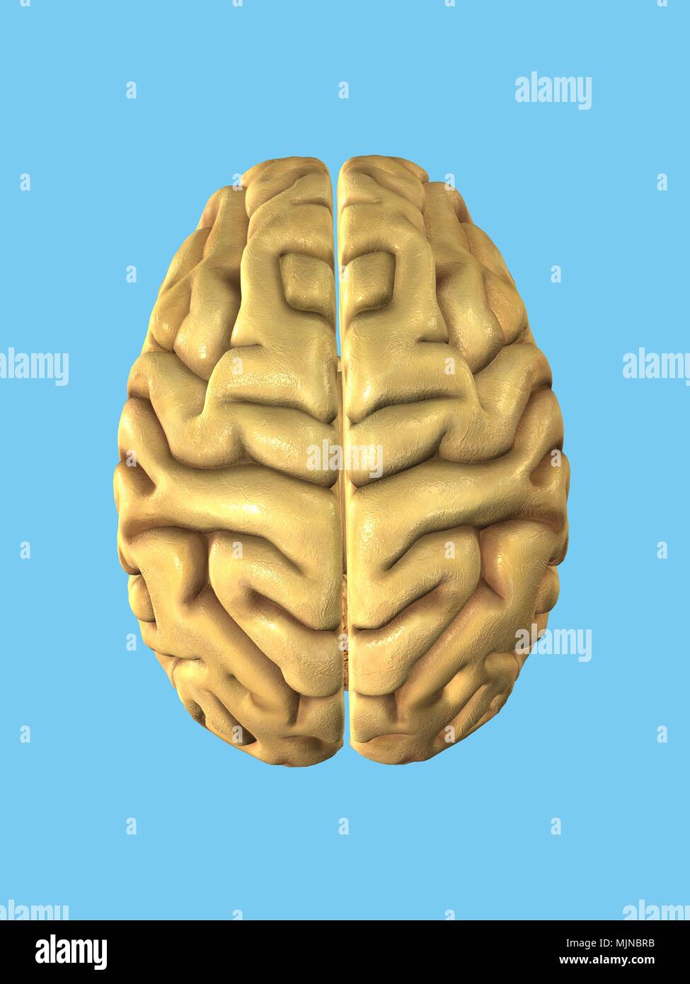 Human Brain Stock Photo