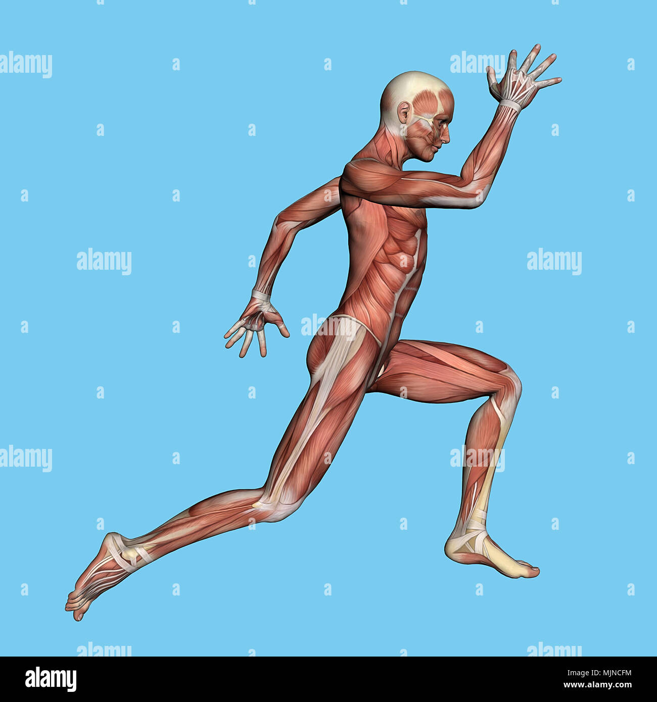 Male muscle anatomy set. Figure of man and with highlighted biceps, triceps,  quadriceps, calf and latissimus dorsi. Training and sports. Cartoon flat  vector collection isolated on white background Stock Vector