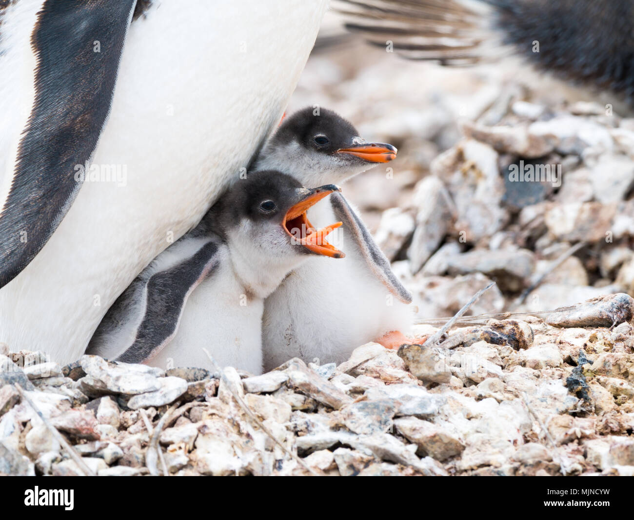 Gentoo penguin, Pygoscelis papua, chick begging for food by screaming with open beak, Cuverville Island, Antarctic Peninsula, Antarctica Stock Photo