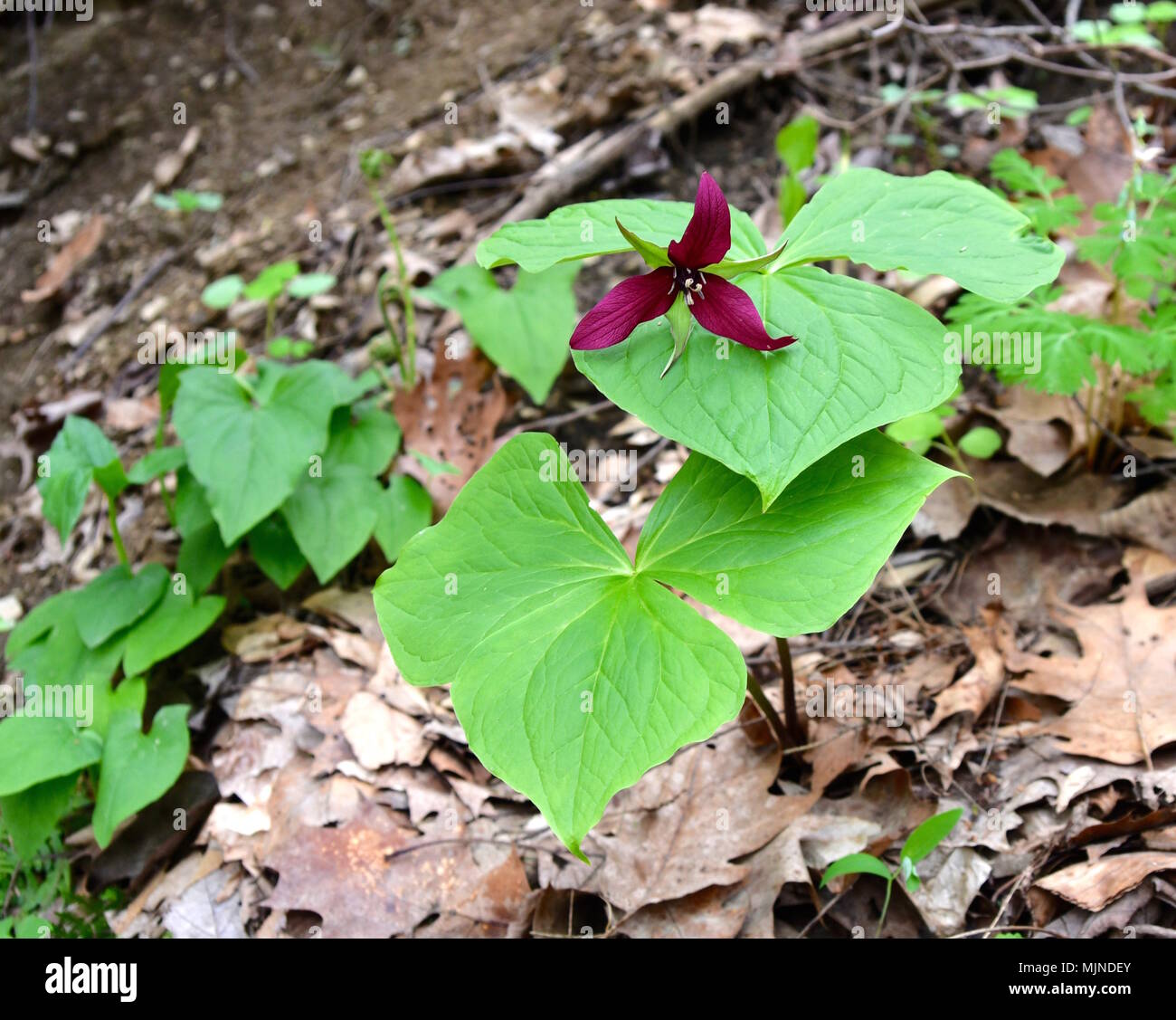 Red flower and green leaves of a wake robin trillium plant in a spring forest. Stock Photo