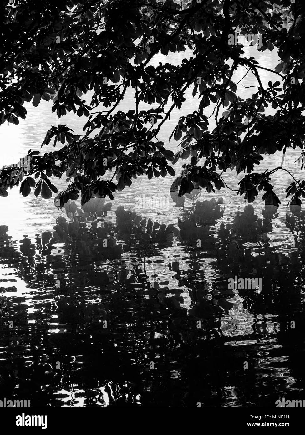 Reflecting leaves Black and White Stock Photos & Images - Alamy