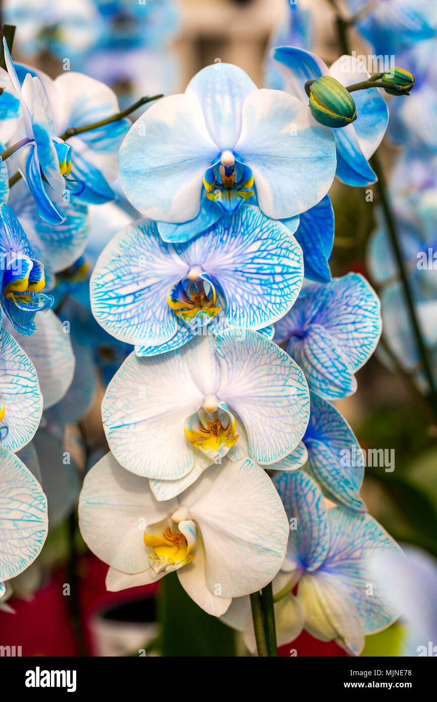 Close-up of beautiful blue orchid, Phalaenopsis amabilis. On one stalk are  blue flowers and white flowers with blue veins. Vertical photo Stock Photo  - Alamy, image size:866x1390