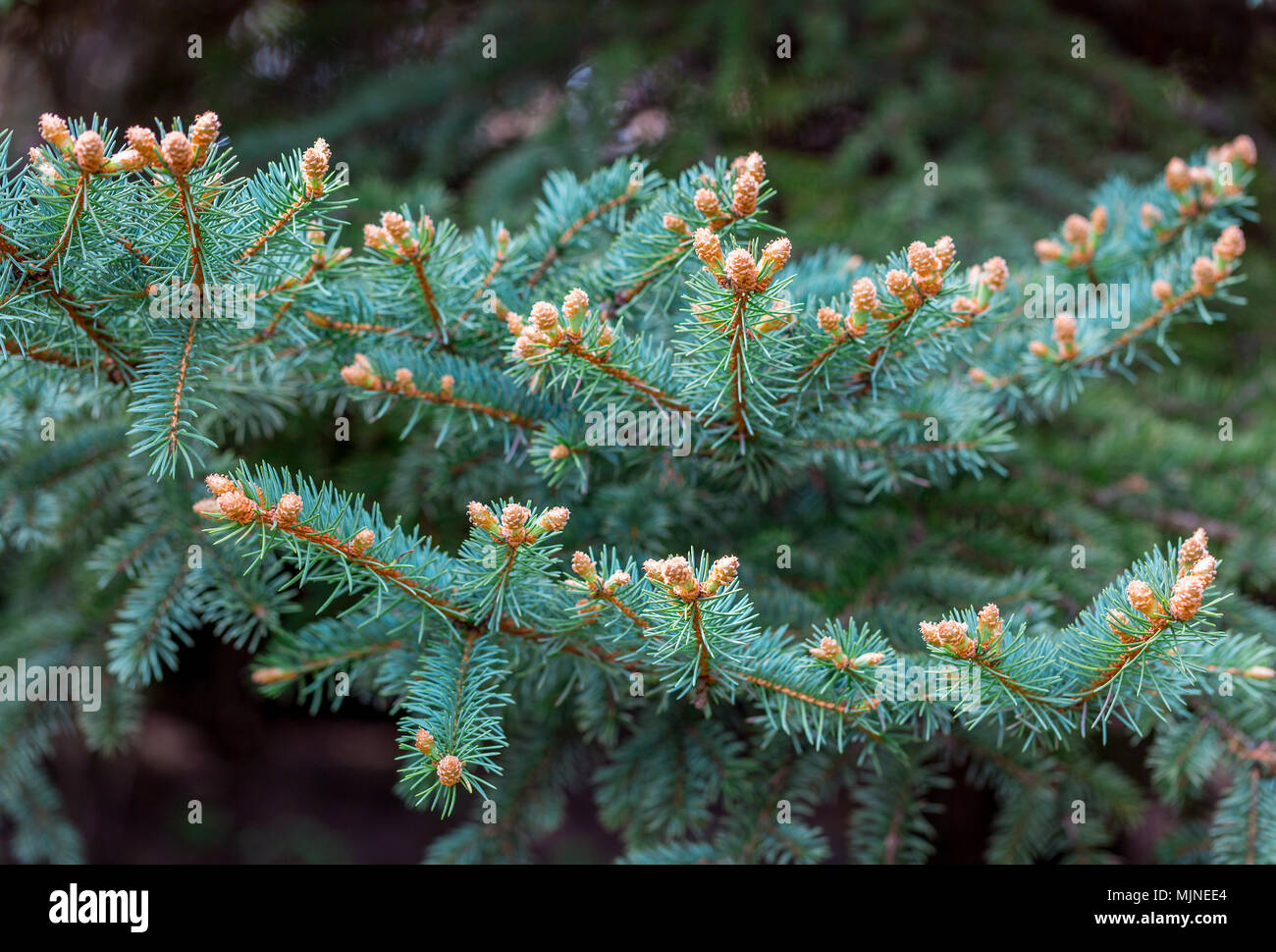 Blue Colorado spruce, Picea pungens, branches with new buds in spring. Young needles appear. Beautiful natural background. Selective focus Stock Photo