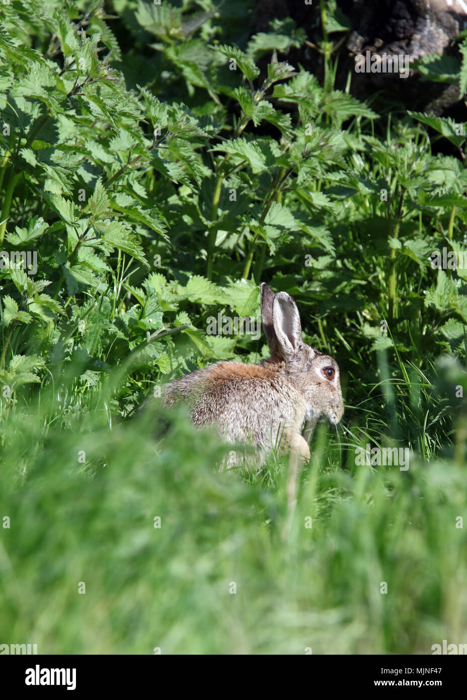 May 2018 - Wild rabbits in Rural Somerset Stock Photo