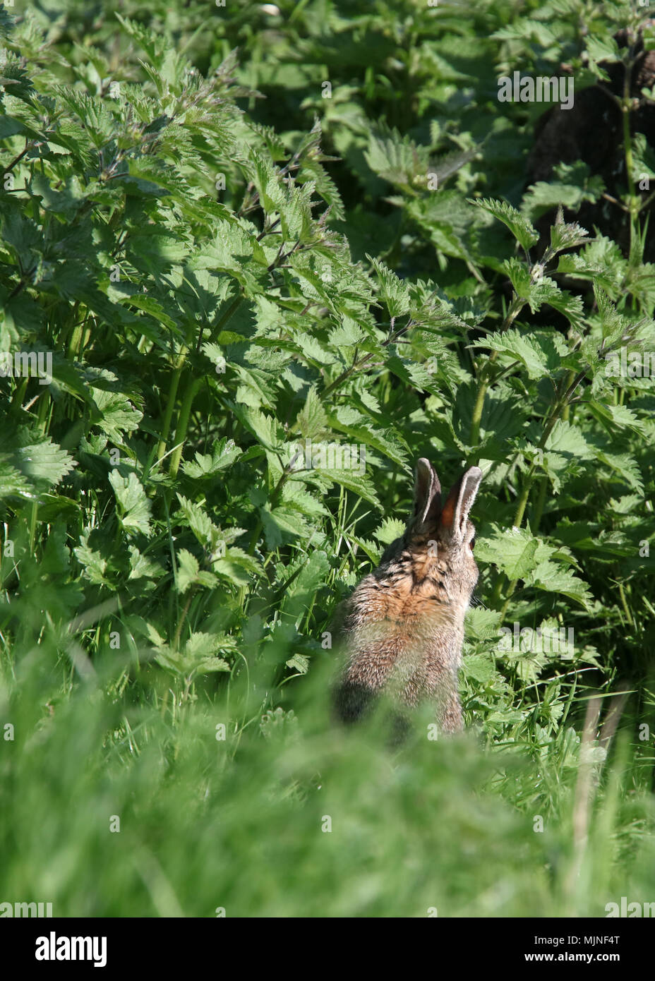 May 2018 - Wild rabbits in Rural Somerset, in this shot from behind you can see the rabbits field of view as you can still see its eye. Stock Photo