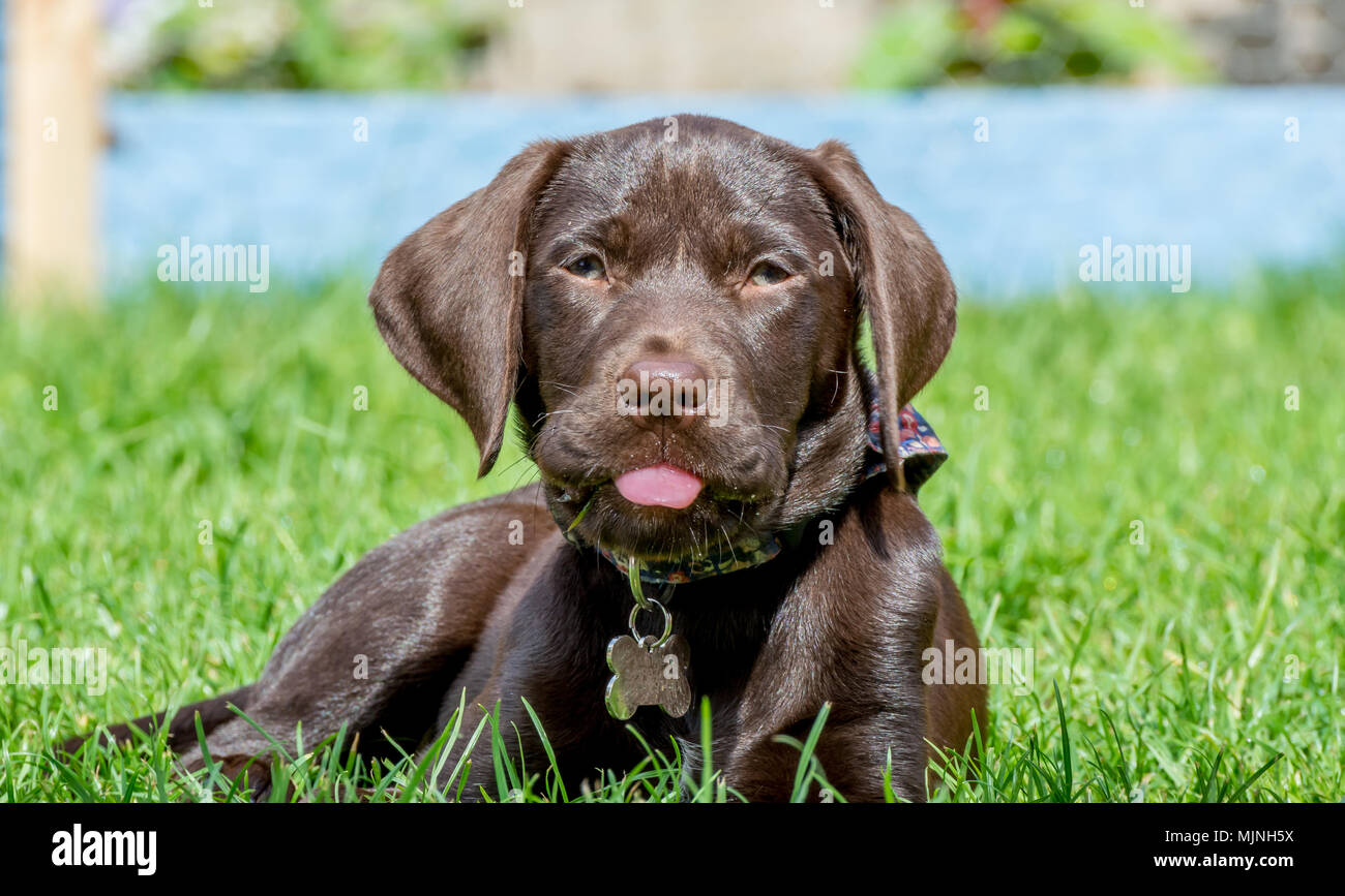 Brown puppy dog lying down facing the camera and sticking out its pink tongue Stock Photo
