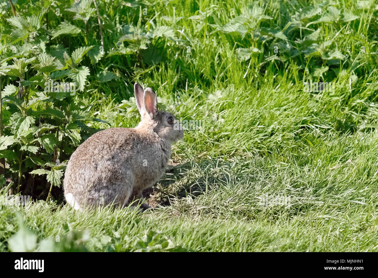 Wild rabbits eating crops hires stock photography and images Alamy