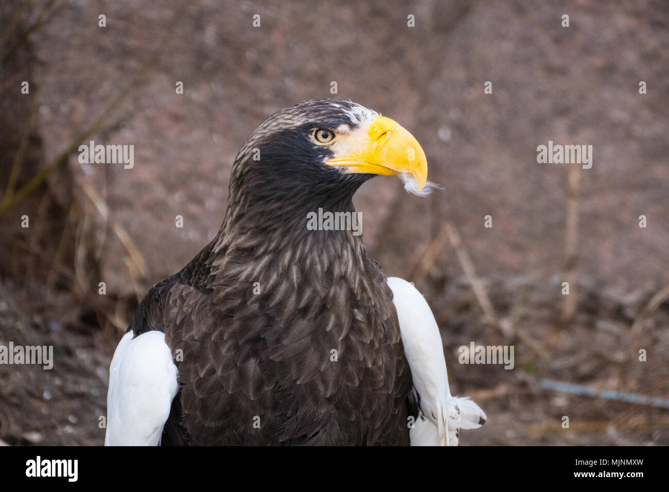 vulture with yellow beak Stock Photo