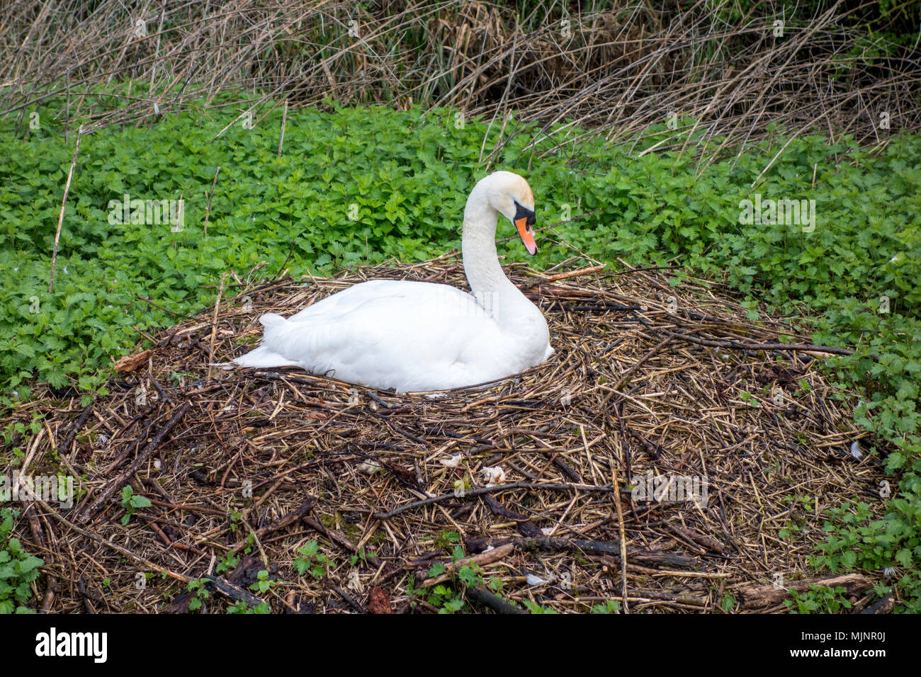 Swan sat on a nest nesting in Grantchester, Cambridge, UK Stock Photo