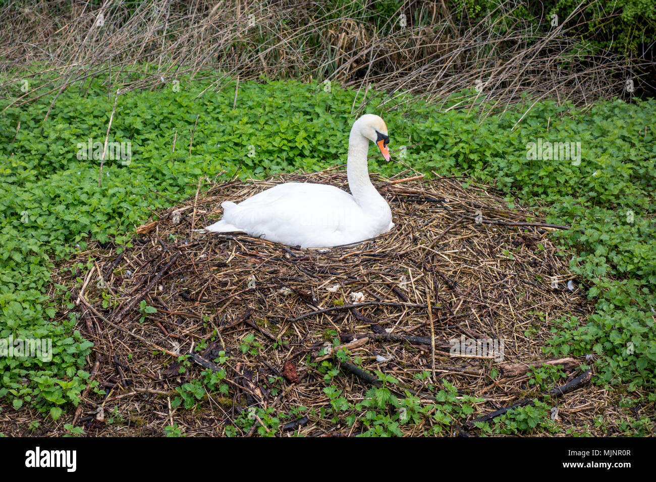 Swan sat on a nest nesting in Grantchester, Cambridge, UK Stock Photo
