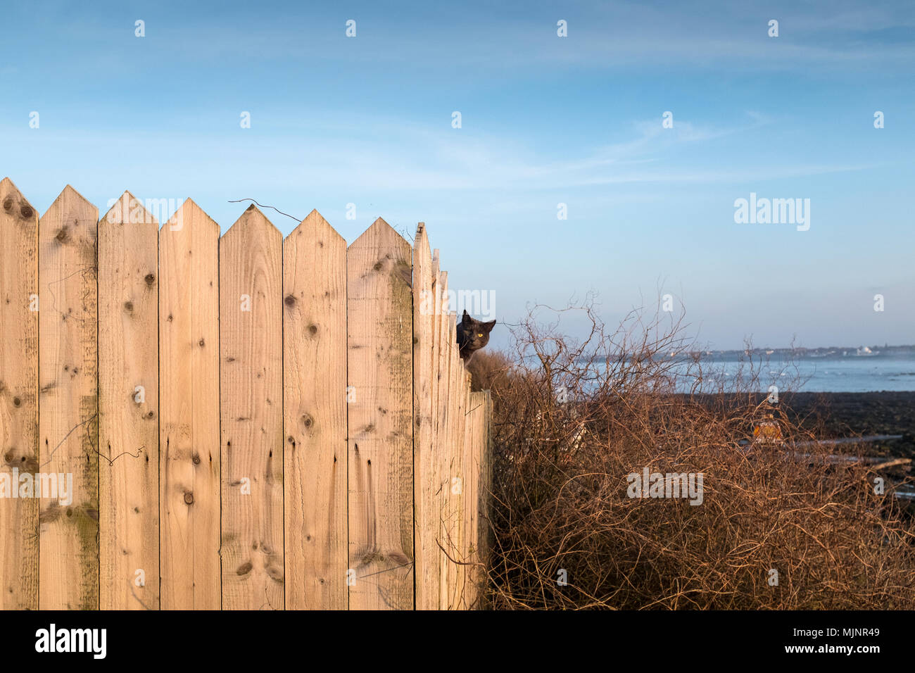 Curious Cat Stock Photo