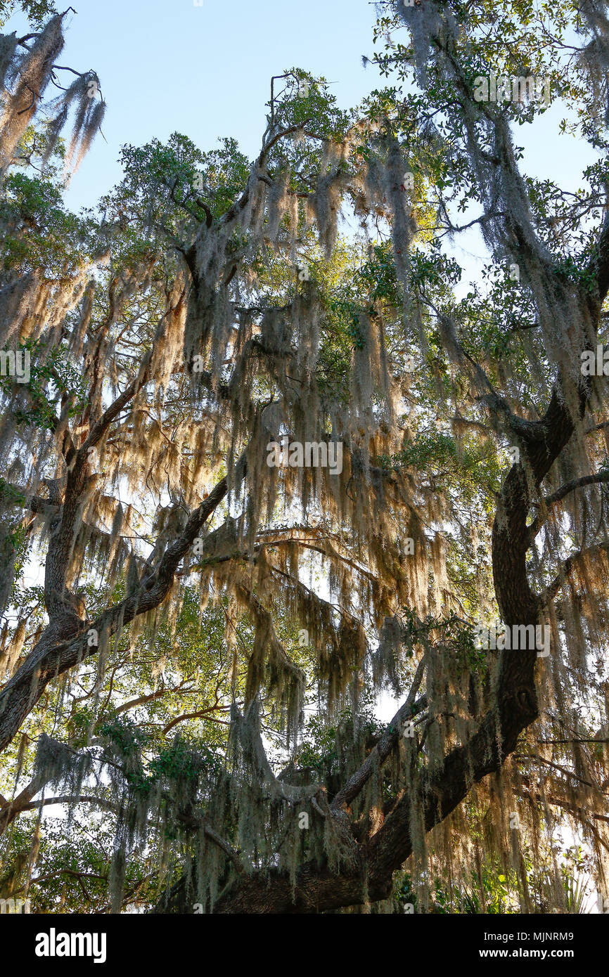 Florida hanging spanish moss hires stock photography and images Alamy