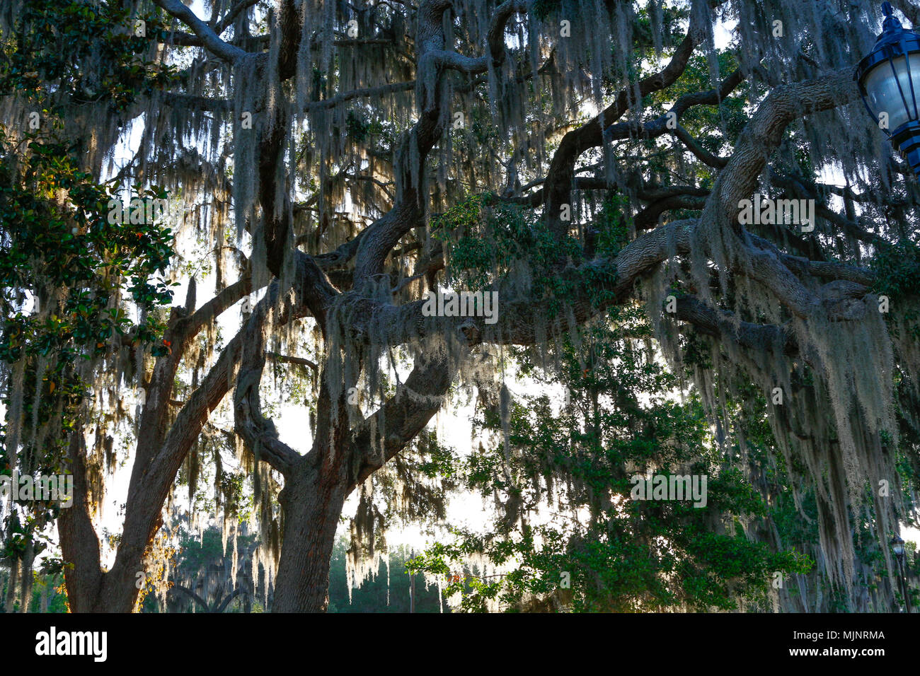 Spanish moss hanging from trees in central Florida Stock Photo Alamy