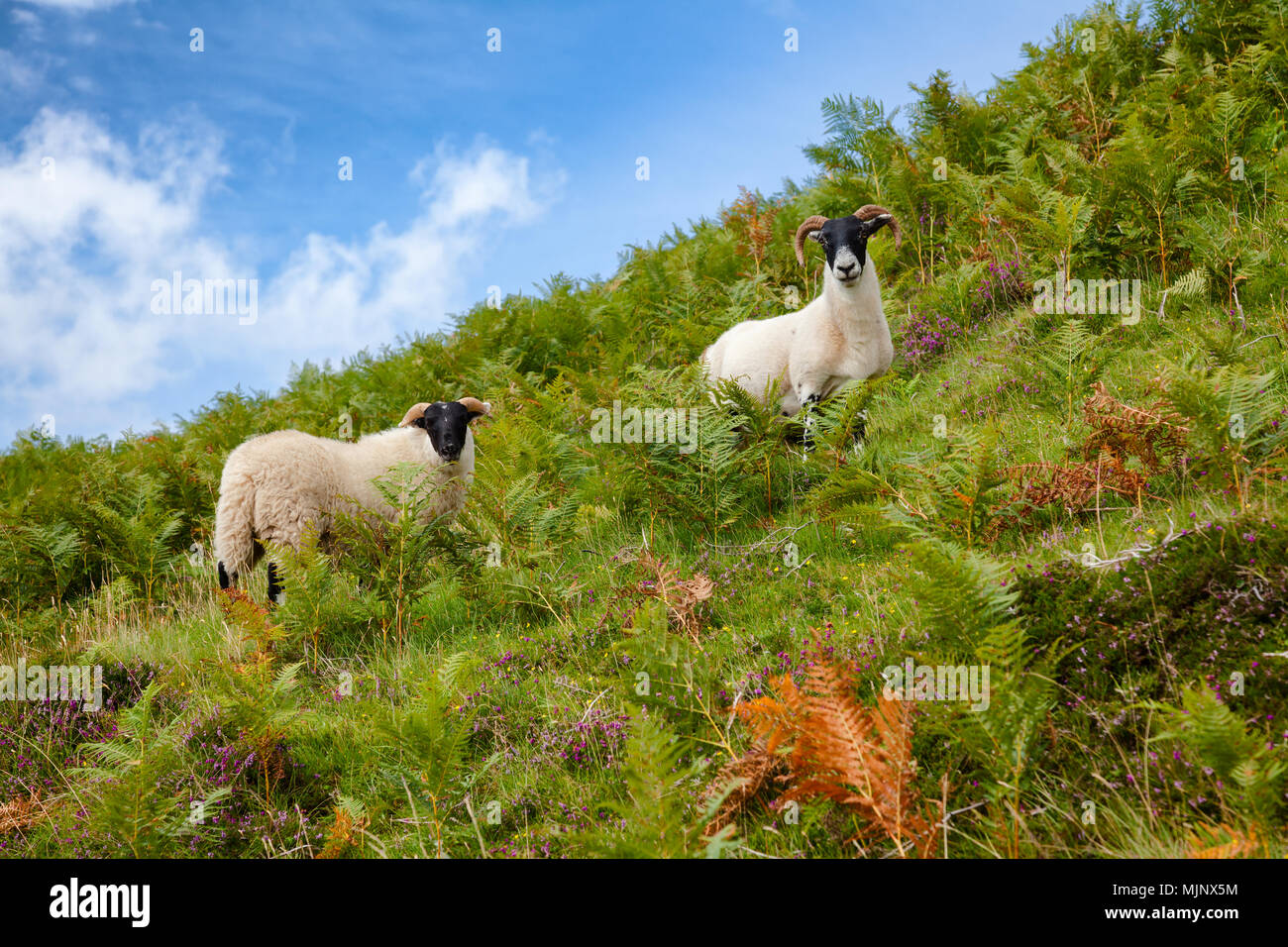 Goats grazing on a hill at Scottish Highlands Stock Photo