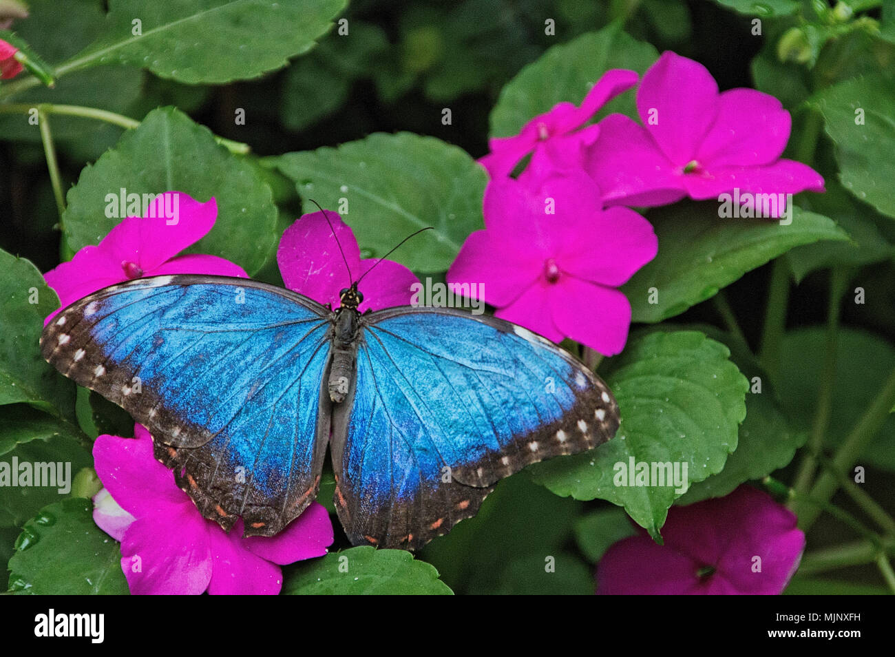 The Sertoma Butterfly House and Marine Cove in Sioux Falls, South ...