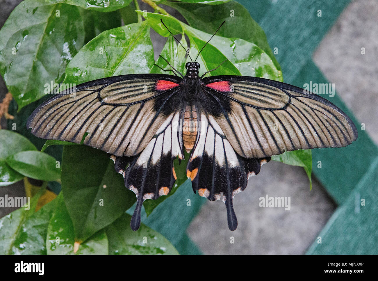 The Sertoma Butterfly House and Marine Cove in Sioux Falls, South ...
