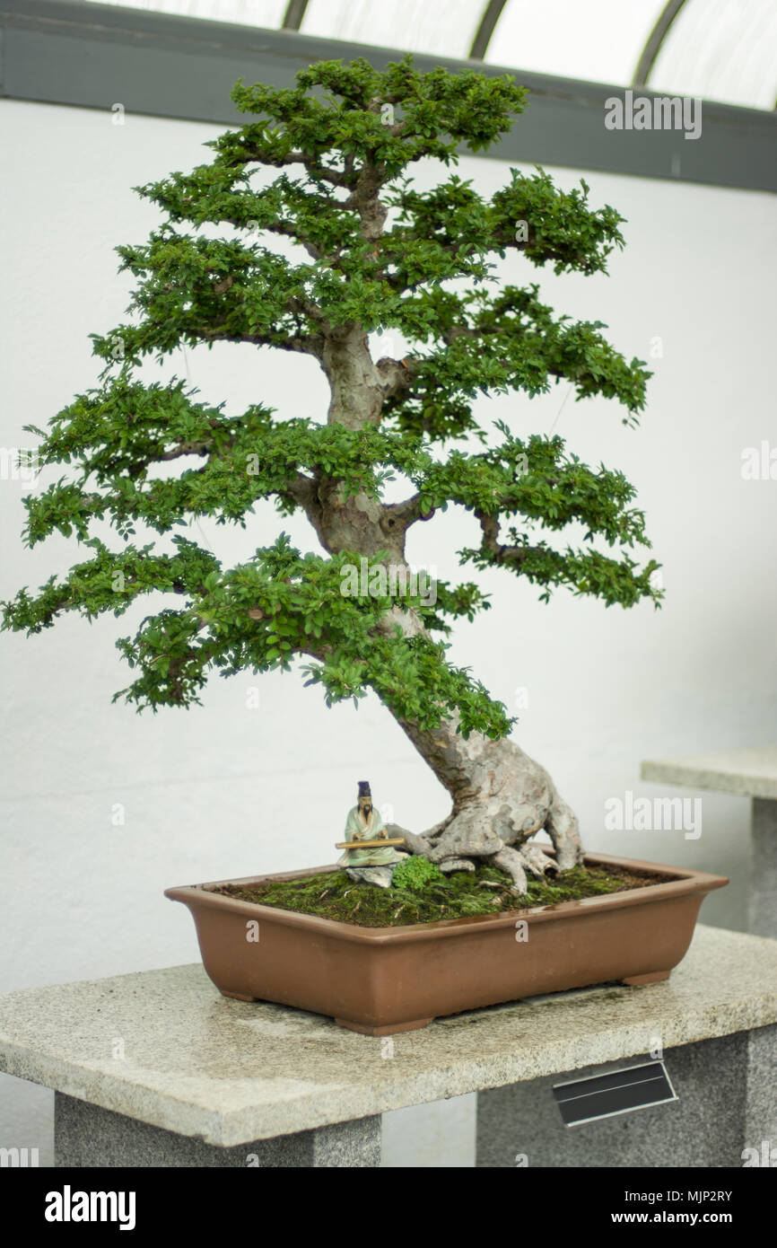 Chinese elm Ulmus parvifolia on a white table Stock Photo