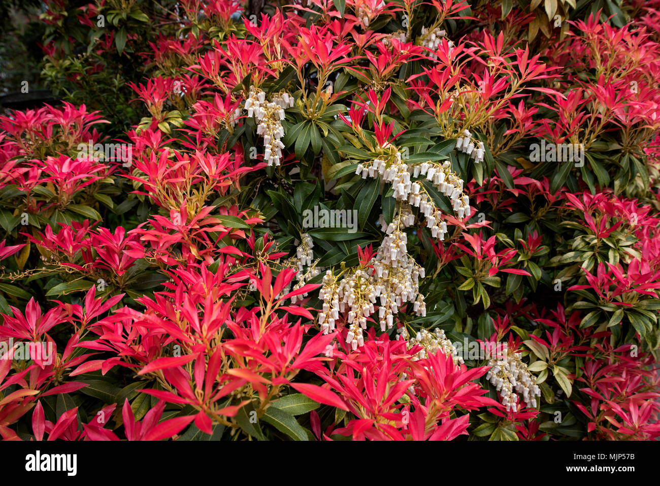 The white flowers and red new growth of Pieris Japonica or 'Forest Flame' or 'Forest Fire'. Stock Photo