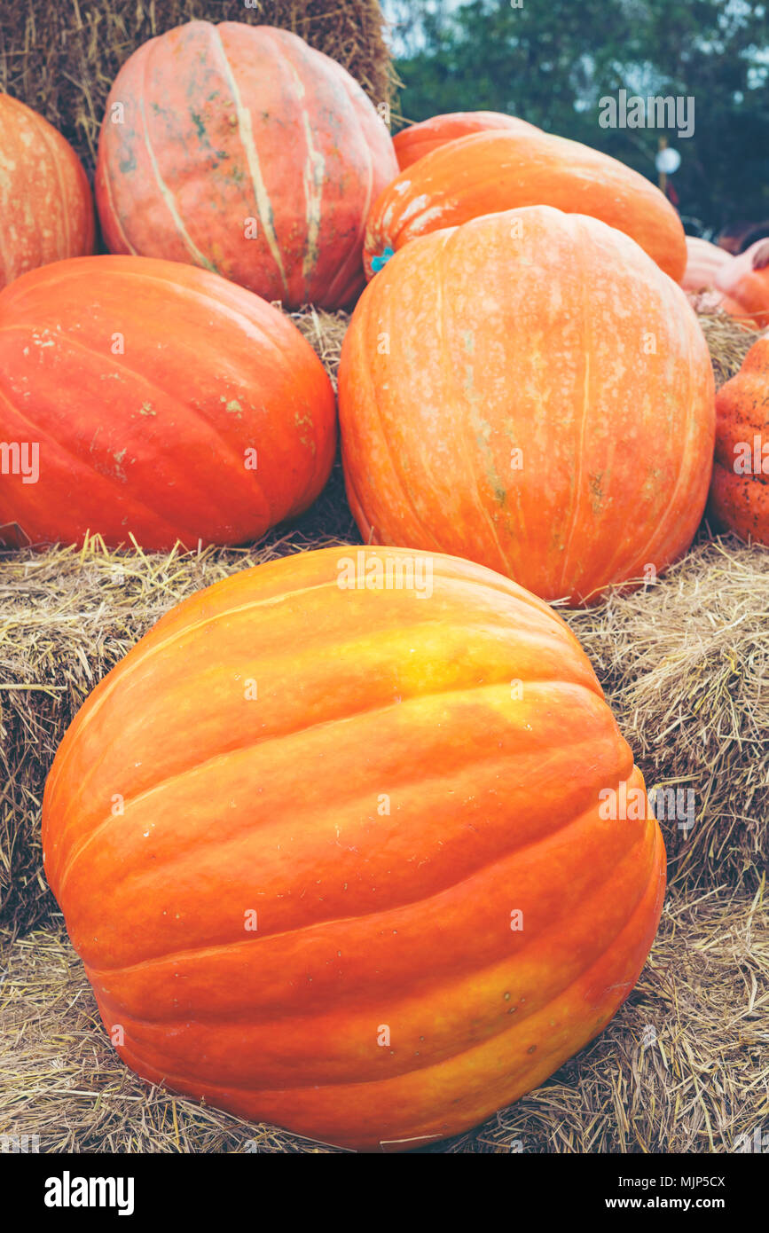 Great harvest of pumpkins on hay Several small of pumpkins on hay near